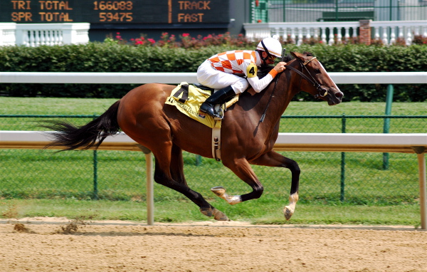 Скачки на лошадях