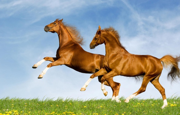 Лошади красивые