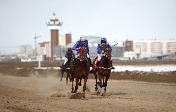 Лошади скакуны
