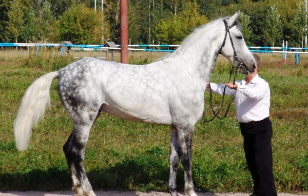 Лошади рысаки