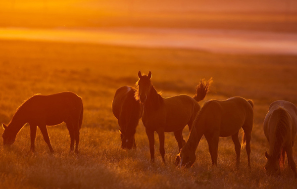 Легкие лошади