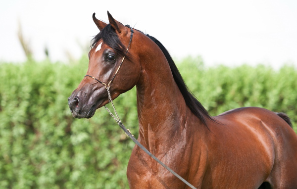 Маленькая лошадь