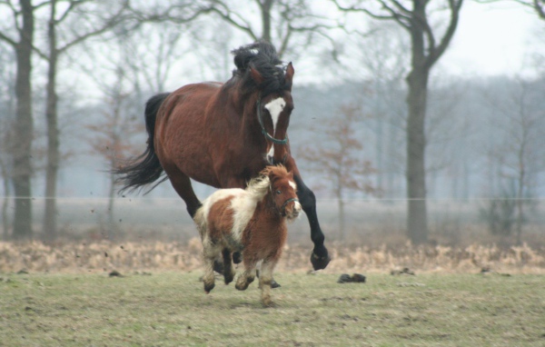 Мини лошади