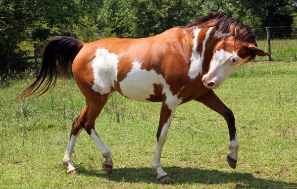 Пегая лошадь танцует