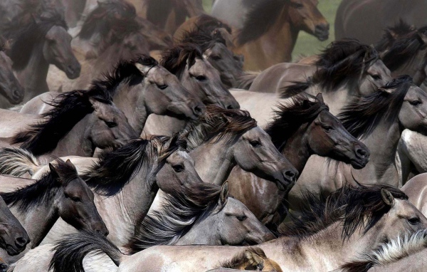 Планета лошадей