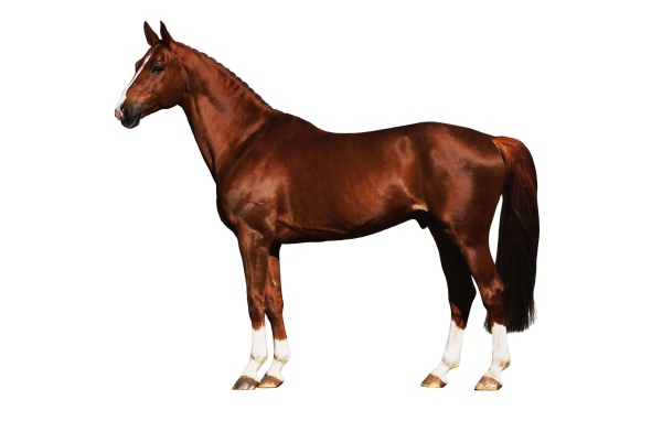 Подкованная лошадь