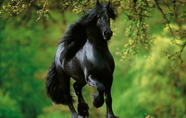 Испанские лошади