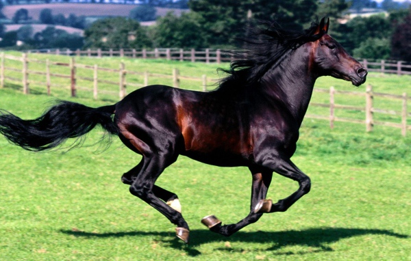 Спортивные лошади