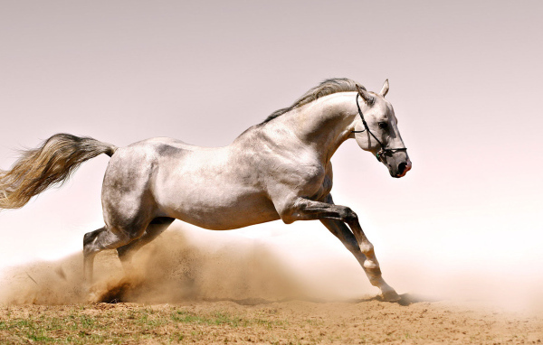 Быстрая лошадь