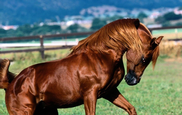 Коричневая лошадь