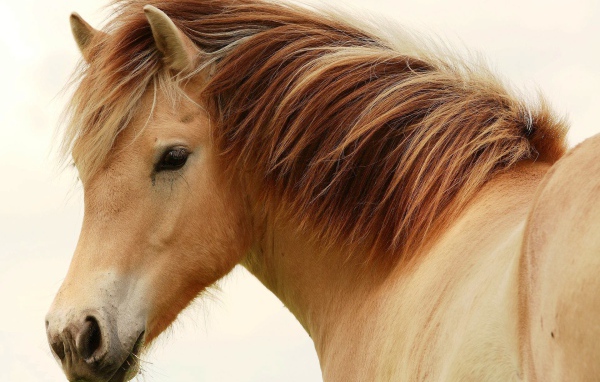 Великие лошади