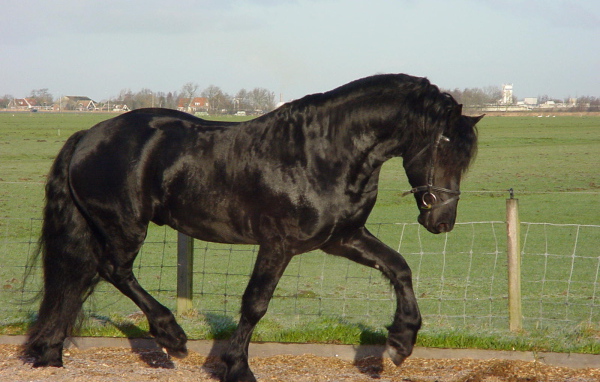 Самая дорогая лошадь