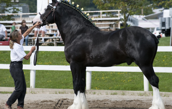 Самая большая в мире лошадь