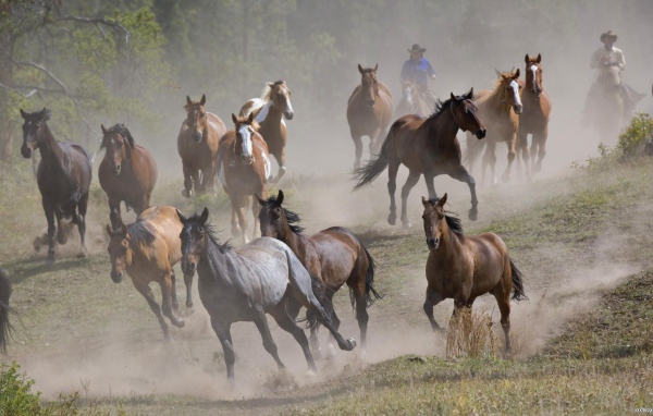 Тысяча лошадей