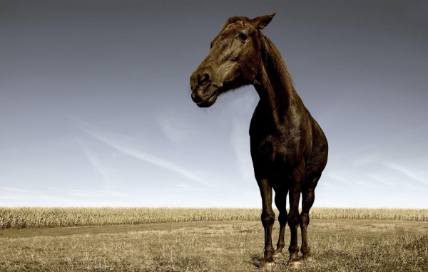 Уставшая лошадь