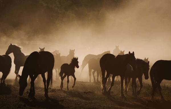 Долина лошадей
