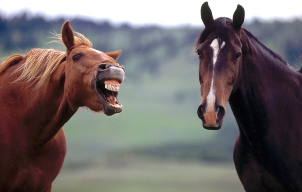 Злая лошадь