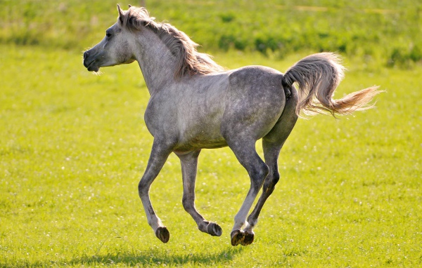 Молодая лошадь