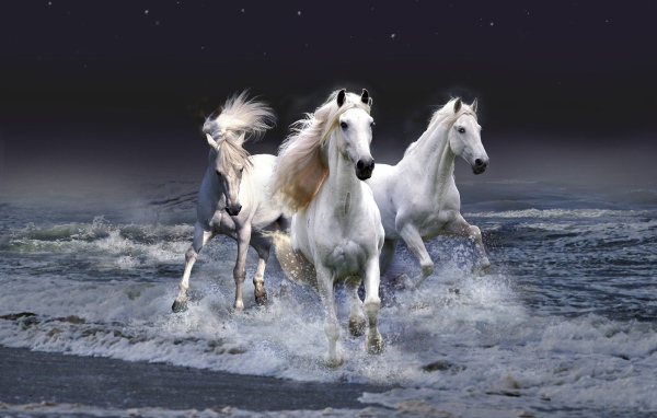 Тройка белых лошадей