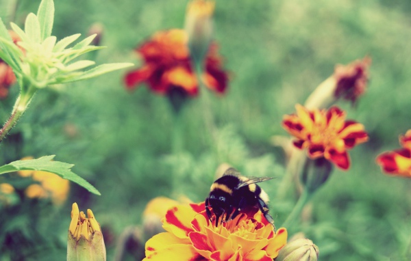 Шмель сидит на цветке