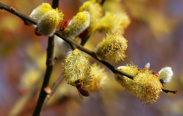 Пчела сидит на вербе