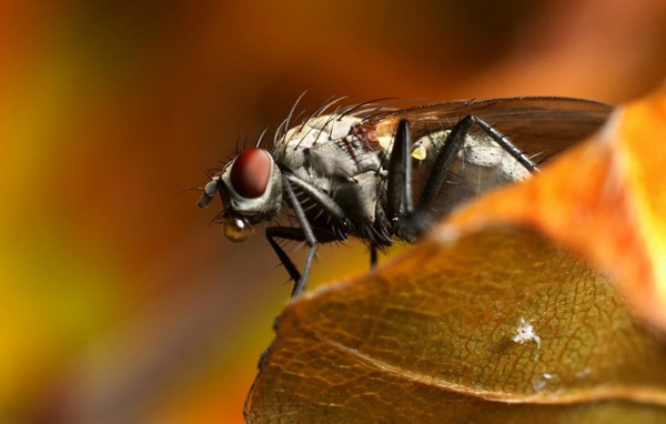 Муха сидит на листке