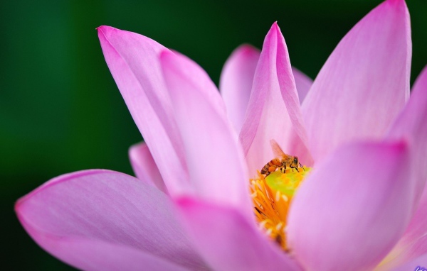 Пчела на лилии