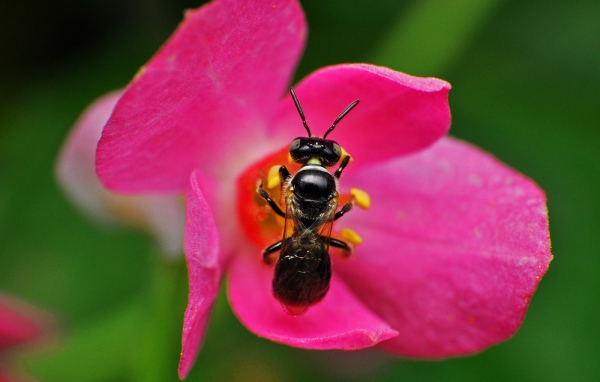 Пчела на розовом цветке