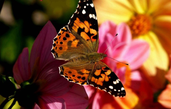 Бабочка в полете