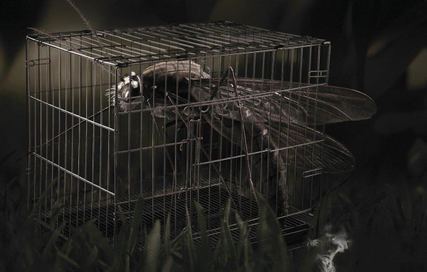 Стрекоза в клетке