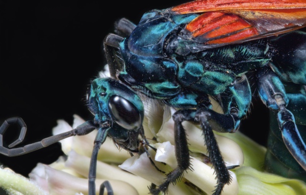 Муха крупным планом