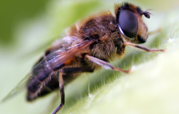 Волосатая муха