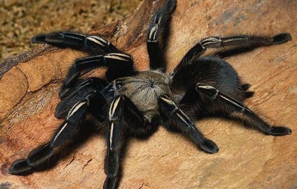 Насекомое паук тарантул