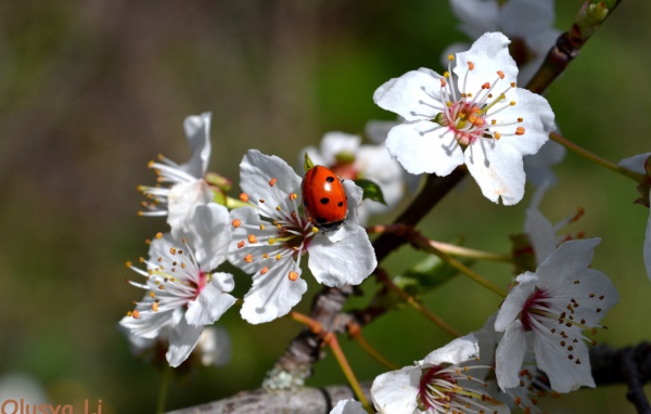 Божья коровка на яблоне