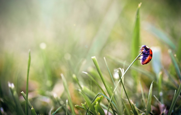 Божья коровка на травинке