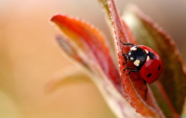 Божья коровка на листочке