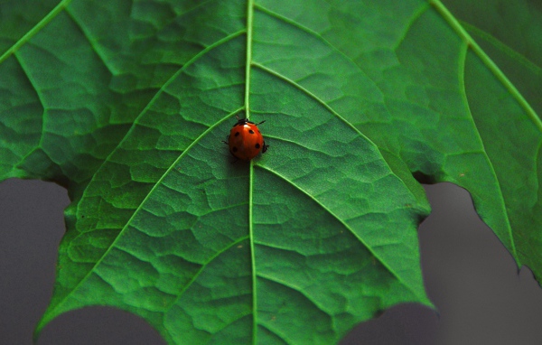 Ladybug on maple