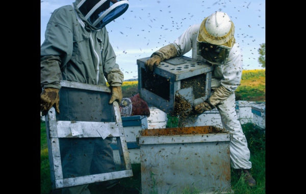 Высадка пчел в улей