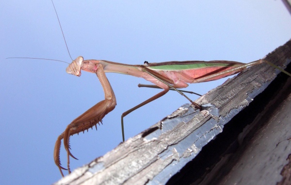 Насекомое богомол