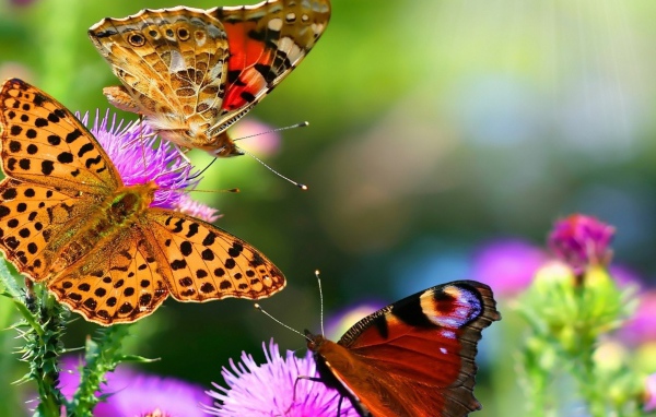 Разноцветные бабочки на цветах
