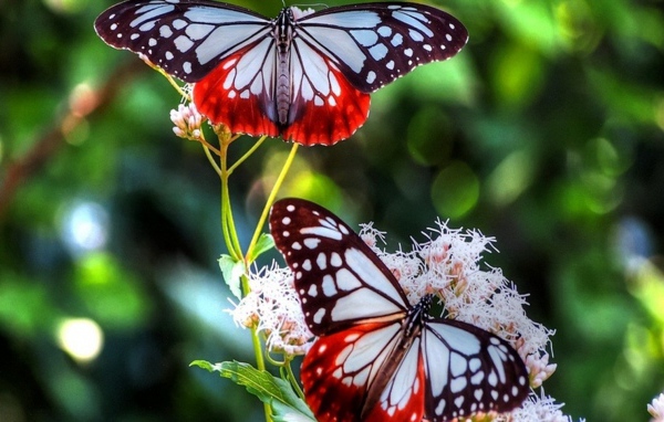 Красно синие бабочки