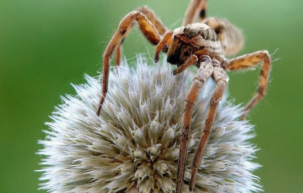 Паук на круглом цветке