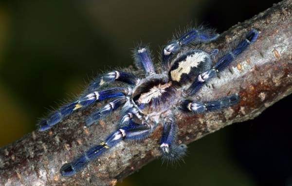 Паук на ветке