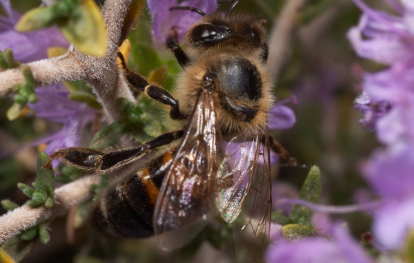 Пчела сидит на ветке