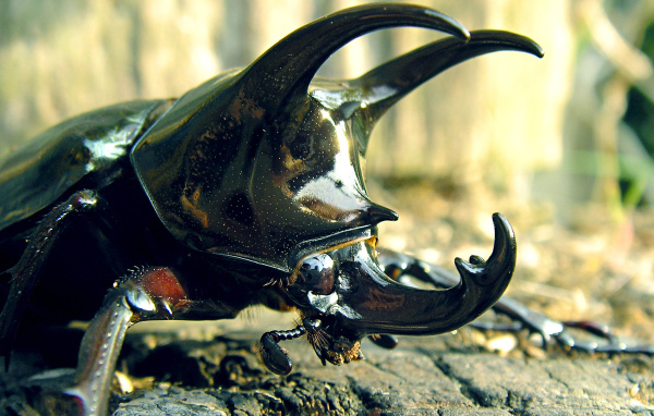 Большой рогатый жук