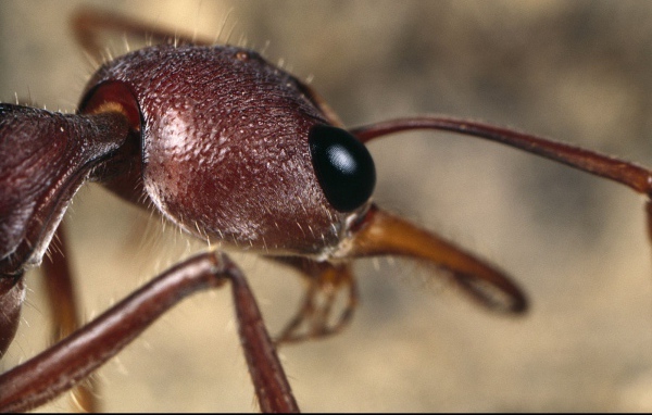 Голова муравья