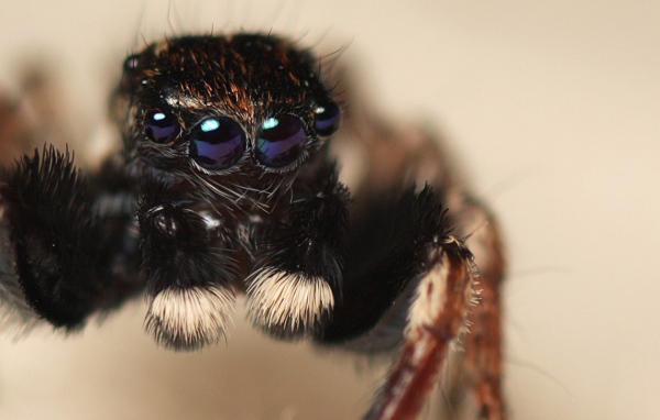 Паук с четырьмя глазами