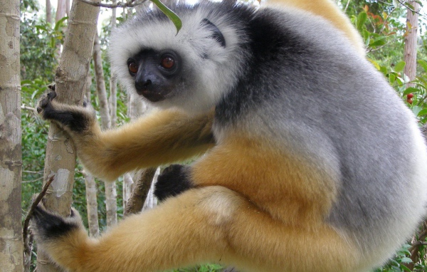 Обезьяна лезет на дерево