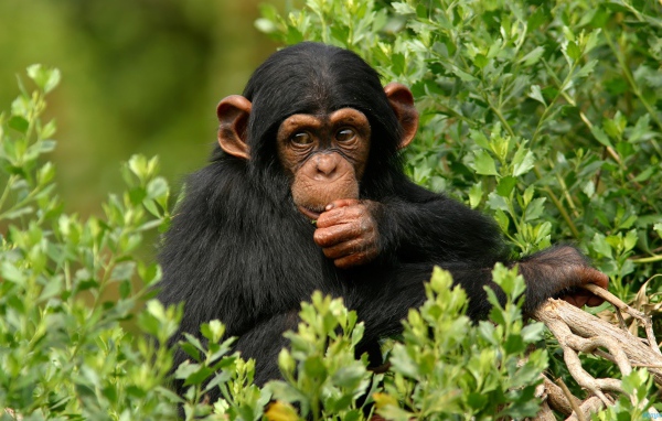 Шимпанзе в лесу