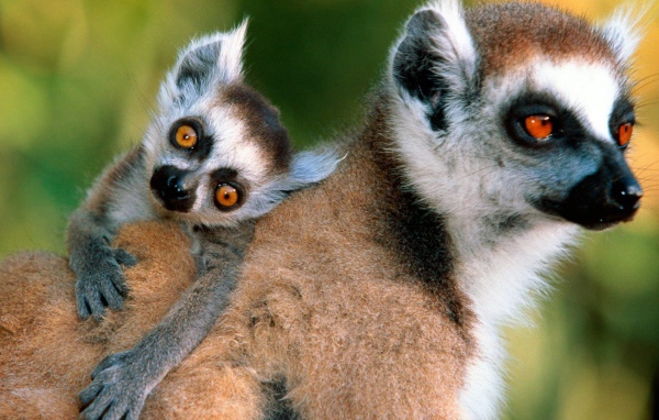 Лемур с детенышем на спине